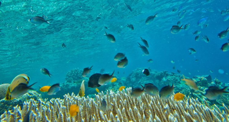 かねのり 三浦 en Pixabay 