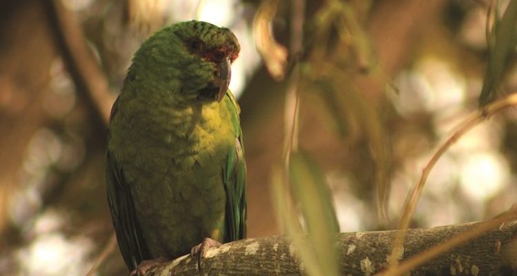 KarlaXimena | Flickr (CC)
