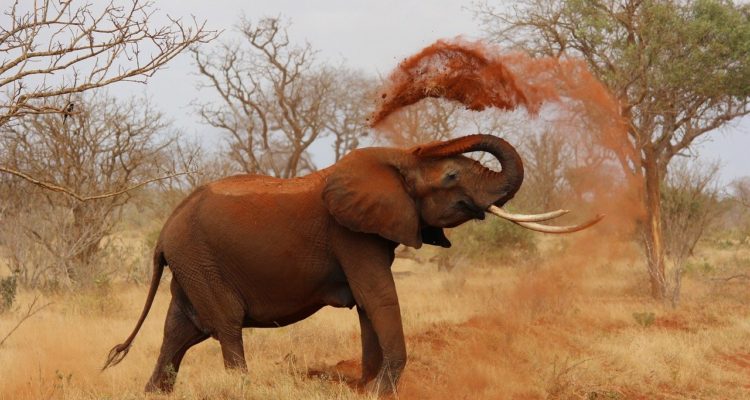 Kirsi Kataniemi en Pixabay