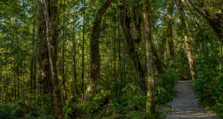 Contexto | parquetantauco.cl