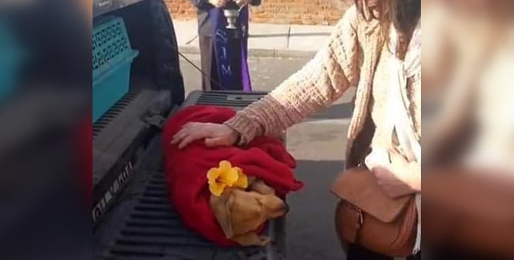 Twitter | @Elzorronortino