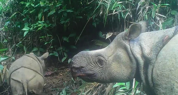 AFP PHOTO | ENVIRONMENT AND FORESTRY MINISTRY