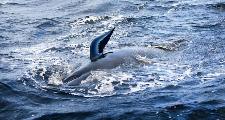 AFP PHOTO | THE MERCURY | PATRICK GEE 