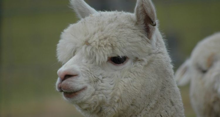 CONTEXTO | Notnoisy | Wikipedia (CC)