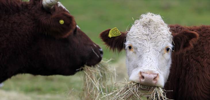 Archivo | Agencia UNO
