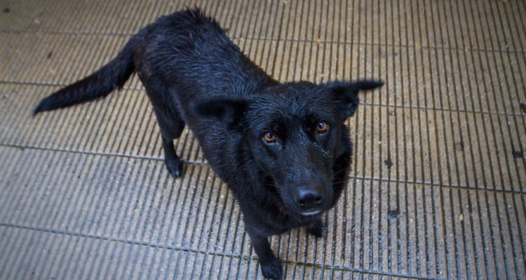 David Cortés | Contexto | Agencia UNO