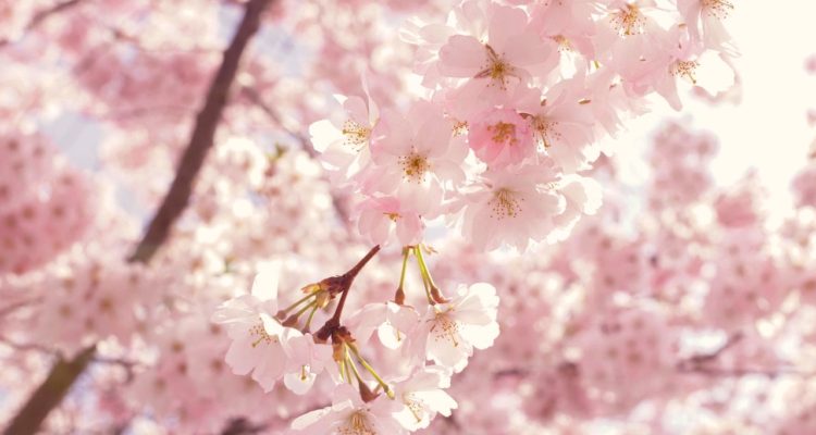 Sussane Jutzeler | Pexels (CCO)