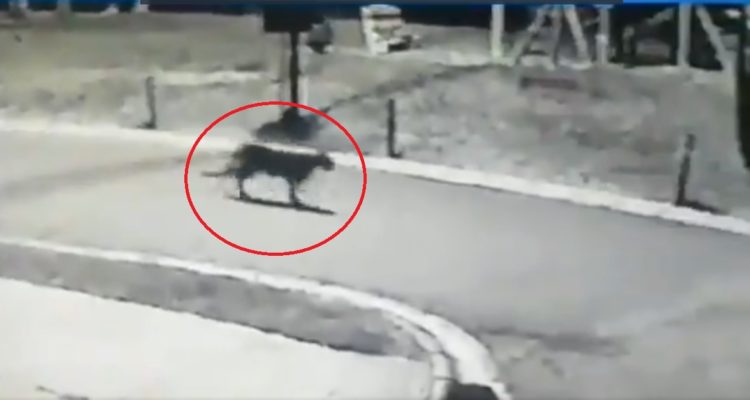 captura de video | Twitter