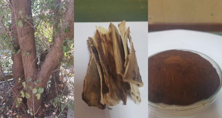 Quillay | U. de Chile