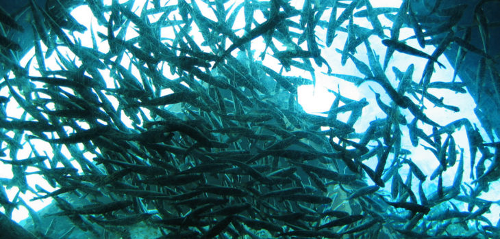 ARCHIVO | Liz Lawley (CC)