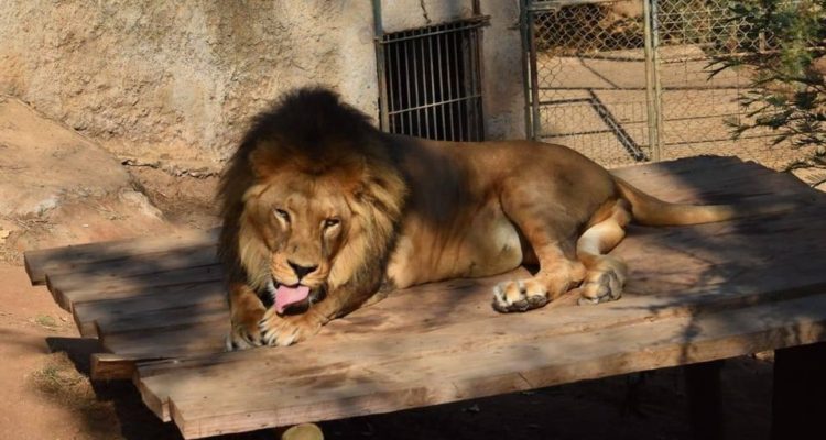 Zoológico de Quilpué | Facebook