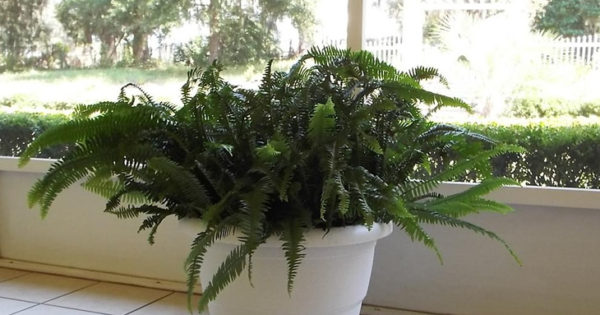 Nephrolepis obliterata | NGA