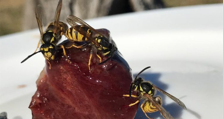 Jorge Tomasevic | U. Austral 