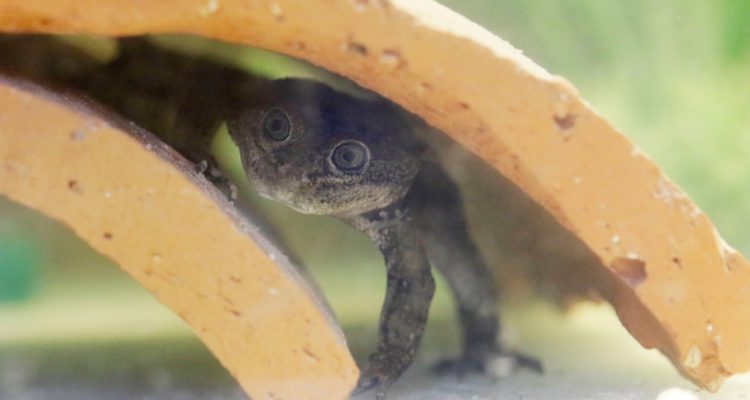 Ministro Felipe Ward