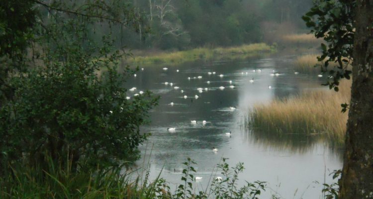ARCHIVO | Humedal Angachilla Valdivia – Facebook