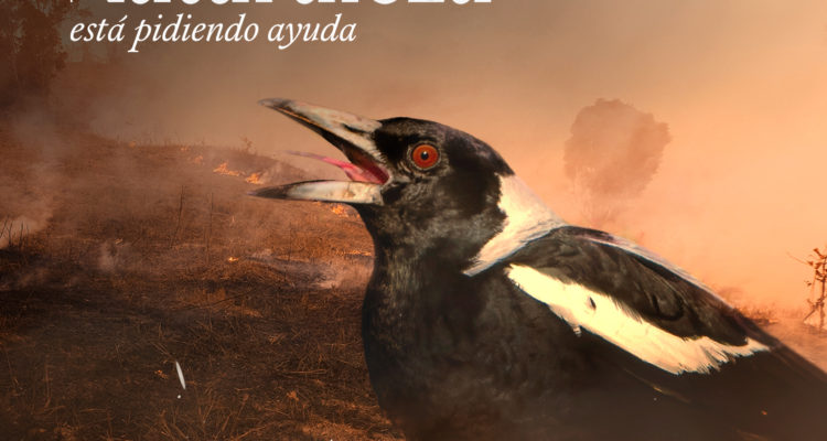 WWF – Comunicado de Prensa