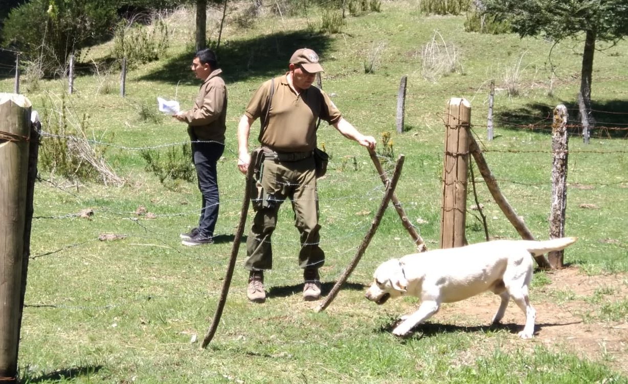 Cedida