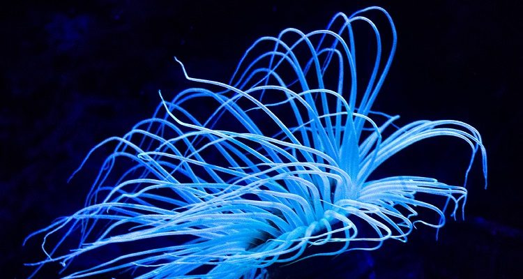 Eros y Erótica, Valparaluz ediciones (c)