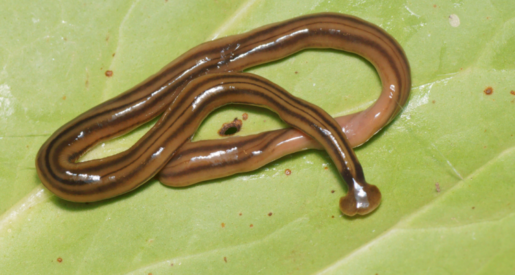 Bipalium kewense |  Wikimedia Commons