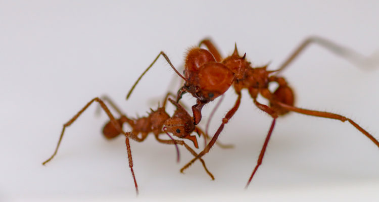 Un soldado Atta cephalote extendiendo sus mandíbulas sobre una trabajadora Acromyrmex echinatior | AFP