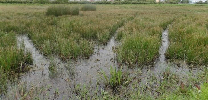 ARCHIVO | Cedeus-Universidad de Concepción
