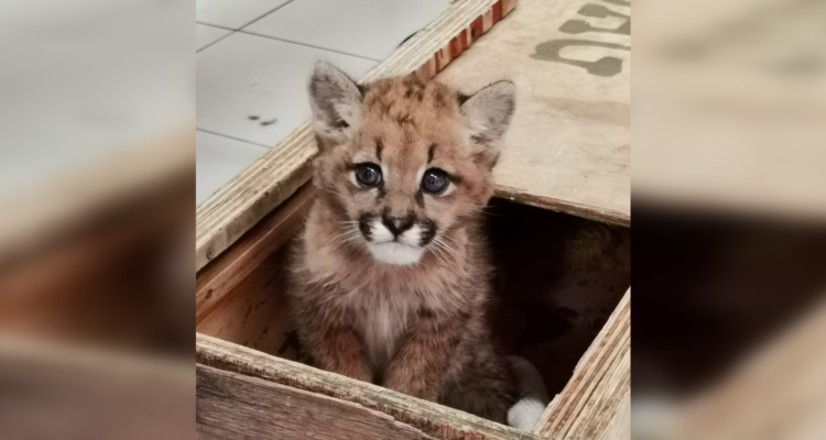 Felipe Ward | Twitter