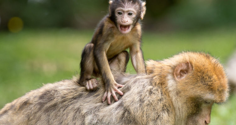 Pixabay | Pexels (CCO)