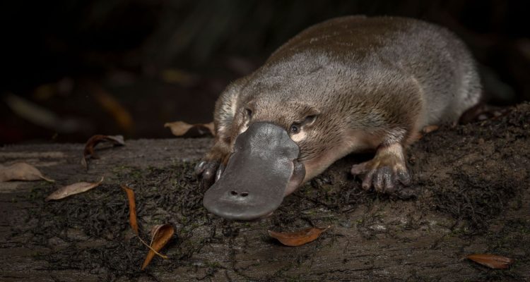 nationalgeographic.es