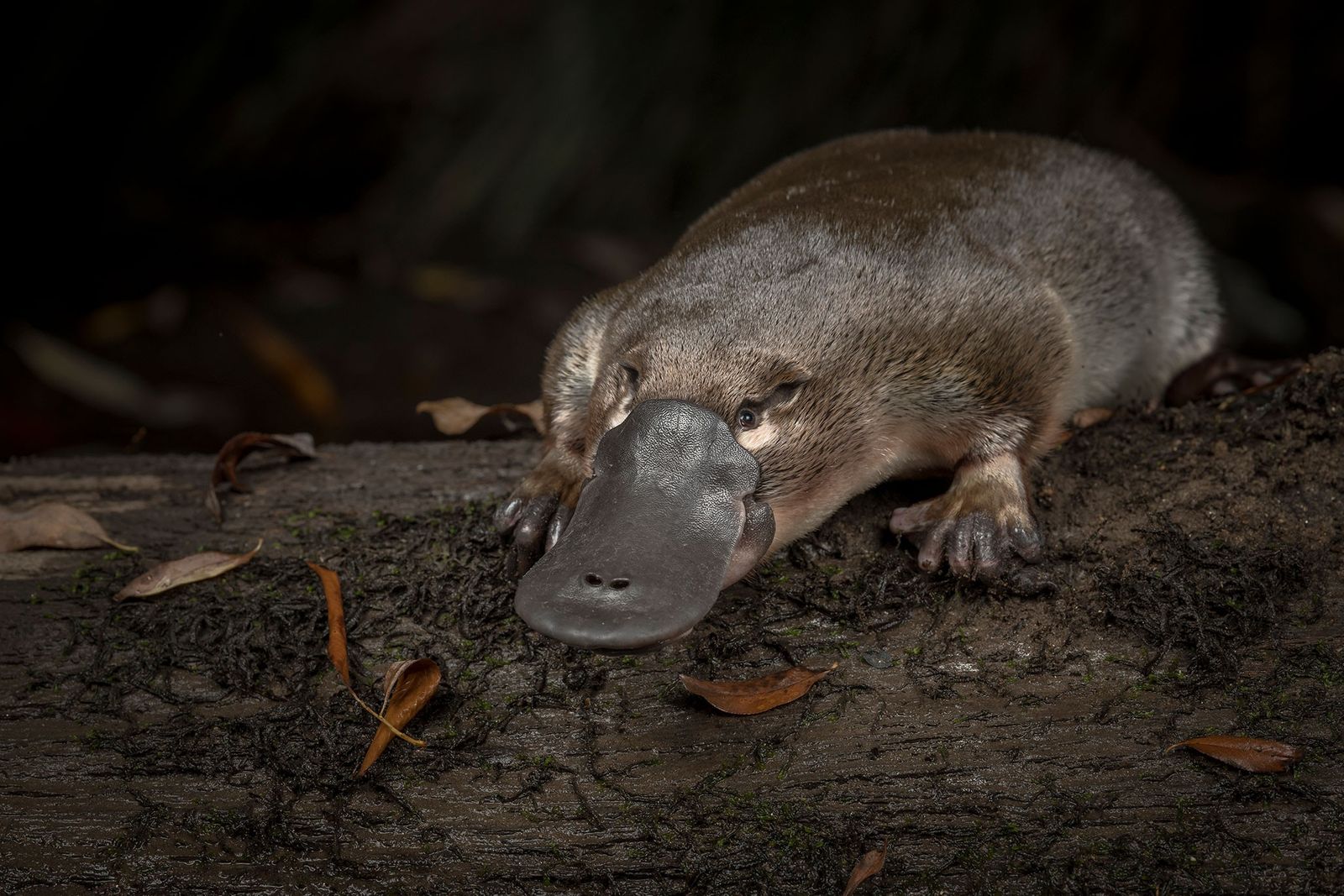 nationalgeographic.es
