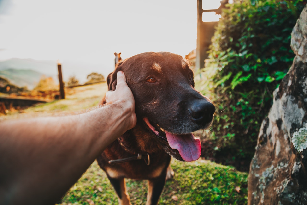 Matheus Bertelli | Pexels (CCO)