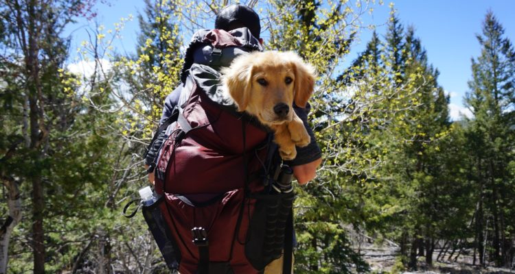 Spencer Gurley | Pexels (CCO)