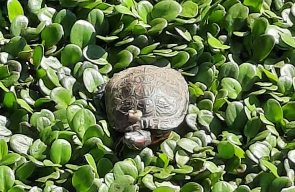 Mauricio Ascencio | Vecino San Pedro de la Paz