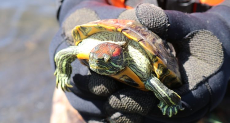 Municipalidad de San Pedro de la Paz