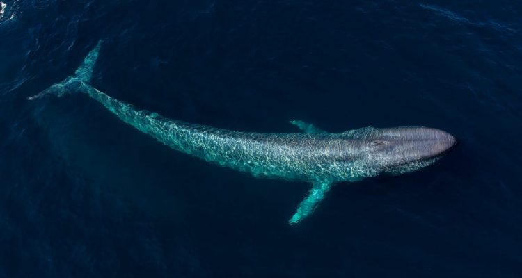 Créditos: fundación Meri