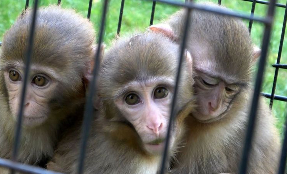 Cierre Del Vivero Del Mono Arriba. Monos Exóticos En El Zoológico