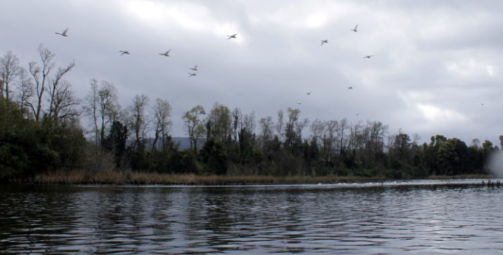 ARCHIVO | Cristian Cerna (RBB)