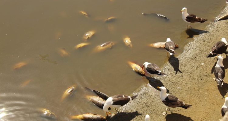 Twitter | @CurazLeiva