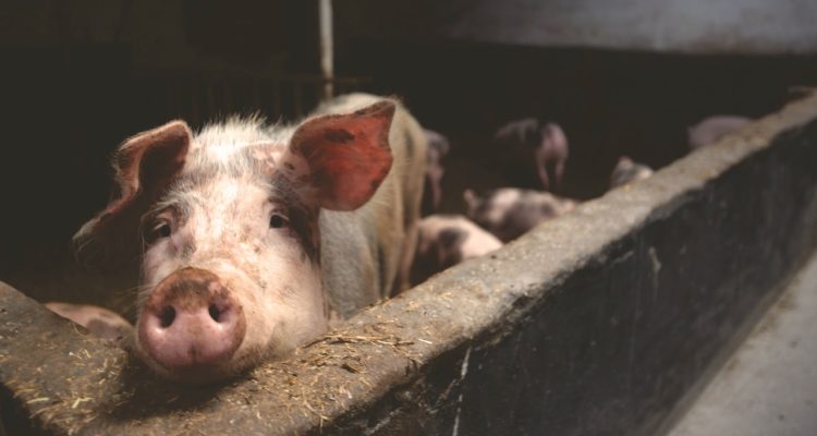 Archivo | Matthias Zomer | Pexels (CCO)