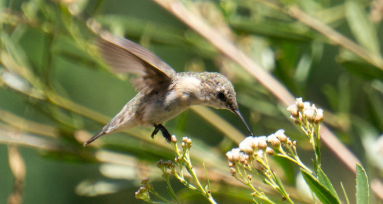 Picaflor de Arica. Foto: Joel Mery
