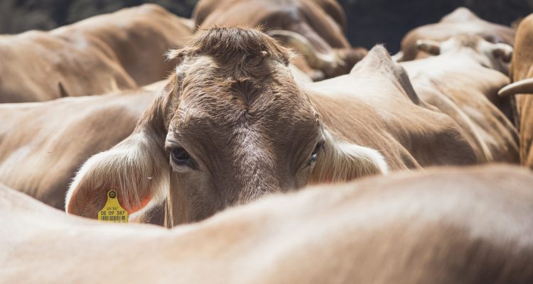 Contexto | Max Pixel