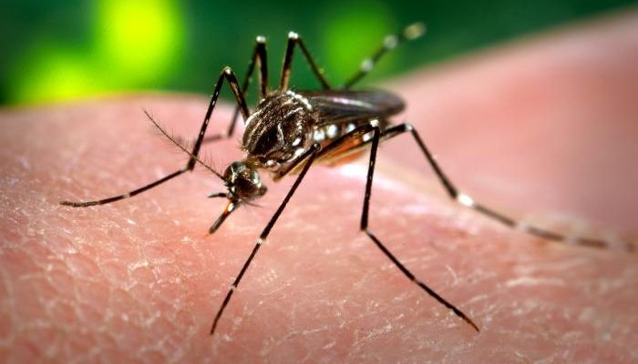 Aedes aegypti | Departamento de Salud y Servicios Humanos de los Estados Unidos