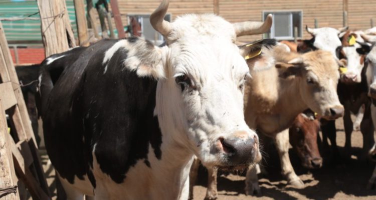 CONTEXTO | Seremi de Agricultura Araucanía
