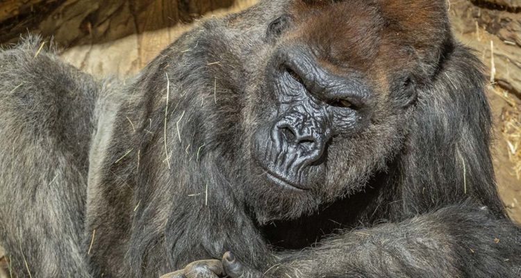 www.sdzsafaripark.org