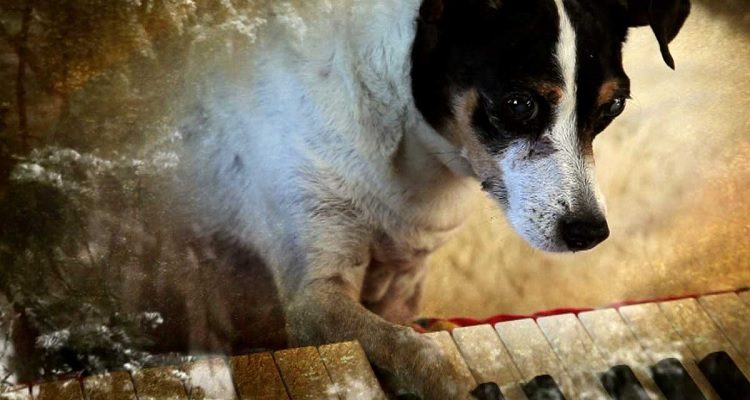 Heart of a dog, Teatro a mil (c)