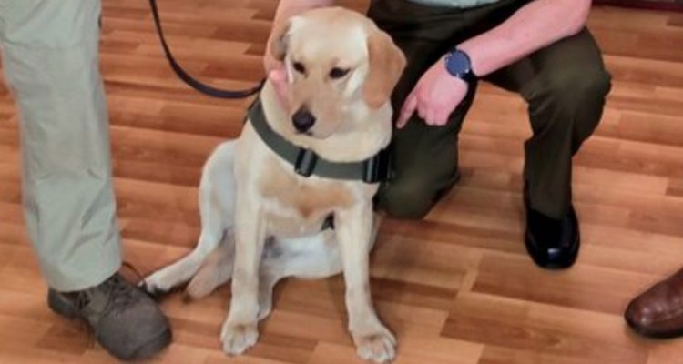 “Flawy” | Carabineros Araucanía