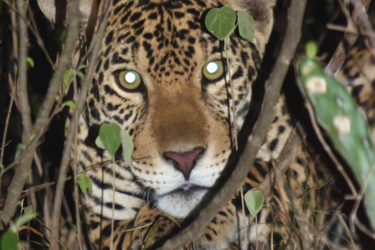 Un jaguar en el Parque Nacional Kaa Iya, en el Gran Chaco |  Nick McPhee | Sernap