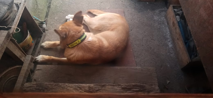 Perro okupa en la puerta de la casa