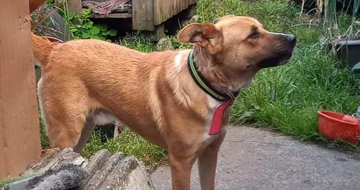 Perro “okupa” en Puerto Montt