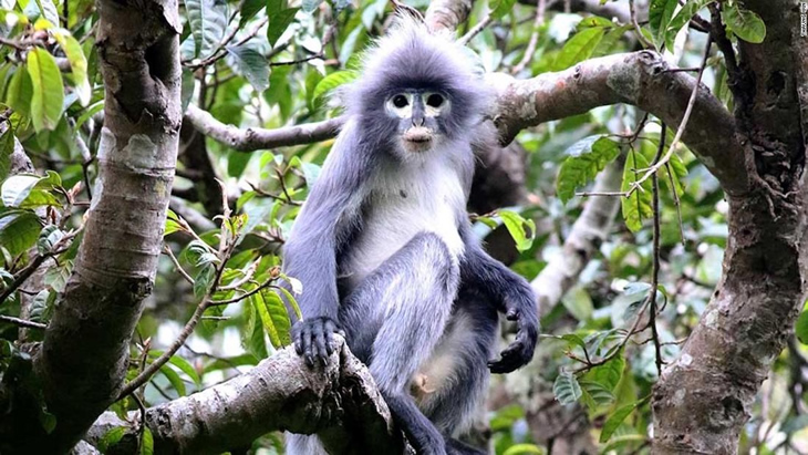 Popa Langur | NHM