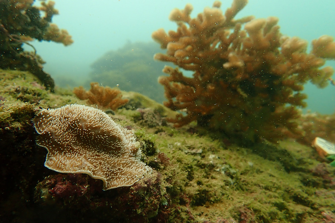Coral restaurado | Raising Coral Costa Rica